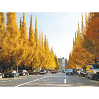 東京明治神宮附近可看到兩旁泛着金黃色的銀杏步道。