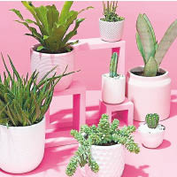 植物的綠與粉紅色交織出清雅舒適感。