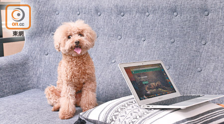 Hunter的出現，為主人Sarah帶來靈感，促成免費寵物資訊平台Hellodog的誕生。