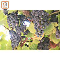 葡萄依庭園穹頂生長，據說是最早的葡萄園種植法。