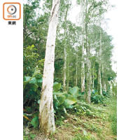 白千層的特點是樹幹表面長有一層層剝離的樹皮。