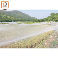 二澳擁有全香港最大的有機稻米田，主要出產馬霸米、美香粘與台灣秈十號米，年產量達2,000公斤。