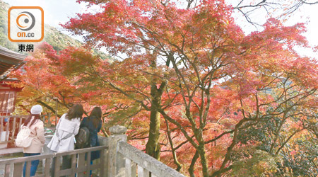 作為京都著名賞楓勝地之一的清水寺，於11月下旬至12月上旬為最理想的賞楓期間，到處都可看到鮮艷的紅葉。