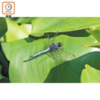 眾多蜻蜓中，大家可以在溪流、水管、排水道見到這種黑尾灰蜻。