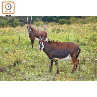 位於博茨瓦納北邊的高比國家公園，可以近距離見識多種野生動物。