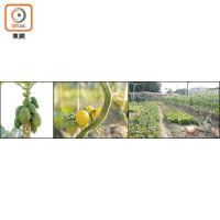 農莊內栽種了各式時令農作物，包括菜心、車厘茄、木瓜等。