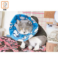 陳紅蕾自創的軟布頭罩，連寵物醫院也訂造。