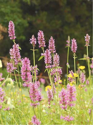 https://upload.wikimedia.org/wikipedia/commons/1/17/Betonica_officinalis_flower_Munich_Botanic_garden.JPG