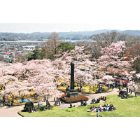 春天白石城內會開滿櫻花，十分漂亮。