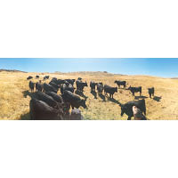 澳洲的草飼牛，會在廣闊的草地上自由走動，吃的都是天然草，約30個月才會推出市場。