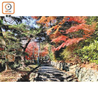 秋日的鹽釜神社也是賞紅葉的好地方。