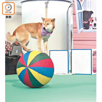 對團內的狗成員來說，球上平衡是簡單不過的表演項目。