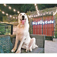Big Dog Cafe亦有室外空間。