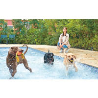 Doggy's Island設有狗狗專用泳池，用的都是天然泉水。