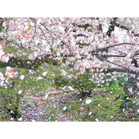 花吹雪是在花期尾段櫻花花瓣如飄雪般飛舞。