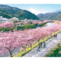 呈鮮艷粉紅色的河津櫻已踏入花期，伊豆半島一帶可欣賞得到。