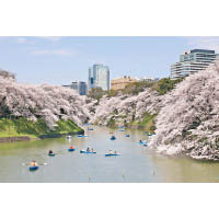 千鳥淵位於日本東京都千代田區，是皇居西北側的護城河，亦是賞櫻之絕佳景點。