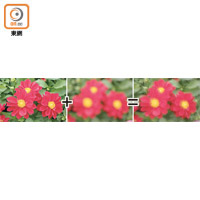 Skill 4：多重曝光屬於進階的花卉拍攝技巧，於相同位置拍攝一張實（Sharp）、一張虛（Out Focus）的相片，疊加後會營造出朦朧夢幻感覺。