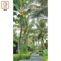 48座Villa巧妙分布在棕櫚林中，大大提高住客的私隱度。