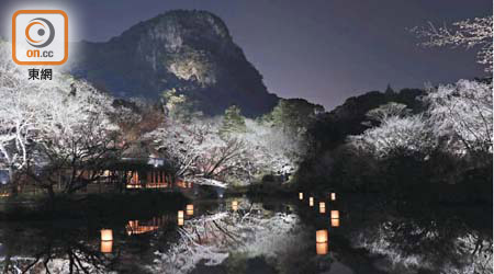 御船山樂園入夜亮燈賞櫻，可看到櫻花與水池倒影構成的對稱構圖，極之詩情畫意呢！