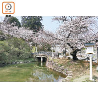 論賞櫻的名氣神社雖然不大，但小橋流水前的櫻花卻令人印象深刻。