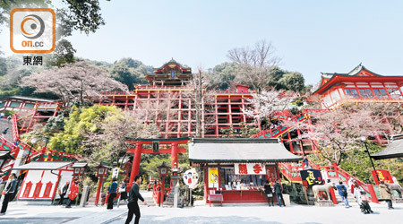 建於高台之上的祐德稻荷神社御本殿， 在春日櫻花點綴下， 別有一番美態。
