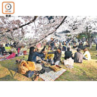即日起至4月8日公園正舉行春季賞夜櫻活動，不少人席地邊賞櫻邊開餐。