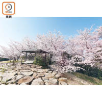 青之山展望台是觀賞櫻花的好去處，櫻花林盛密又壯觀。