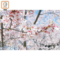 展望台的櫻花以染井吉野櫻為主，花由5片單瓣組成，花瓣呈白色或淡粉色。
