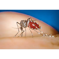 圖為常見的白紋伊蚊，能傳播如登革熱、日本腦炎等嚴重疾病。