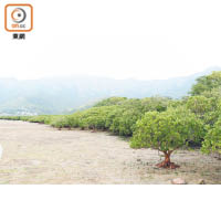 汀角紅樹林佔地8.77公頃，是香港第四大紅樹林群落，內有6個紅樹品種。