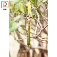 秋茄屬真紅樹的一種，特徵是葉子向上豎以遮擋陽光，還有猶如一支筆的胚軸。