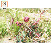 南方鹼蓬會在冬天呈紫紅色，到春夏則變回綠色，厚厚葉子是為了保存水分。