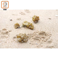 驟眼看以為是木耳的囊藻，只在春天黏着沙石出現，體積可以很小，也可以生長得很大。