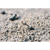 一望無際的泥灘，細看會發現很多超迷你的角眼切腹蟹，體積較5毫子硬幣還要小，由於蟹鉗經常高舉，俗稱拜佛蟹。