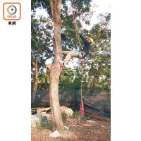 「樹藝管理證書」會教授修剪機械操作、樹木攀爬等技術。