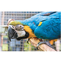 藍黃金剛鸚鵡是園內最受小朋友歡迎的雀鳥之一。