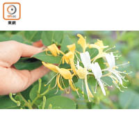 常用來煲涼茶的新鮮金銀花，原來是因白色及黃色花瓣而得名。