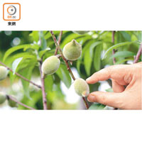 桃樹不但可以種出桃果，亦可採集到近年流行的超級食物之一的桃膠。