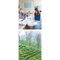 Pandora在斯里蘭卡實習時，除了參觀茶園，還會和夥伴一起試茶。