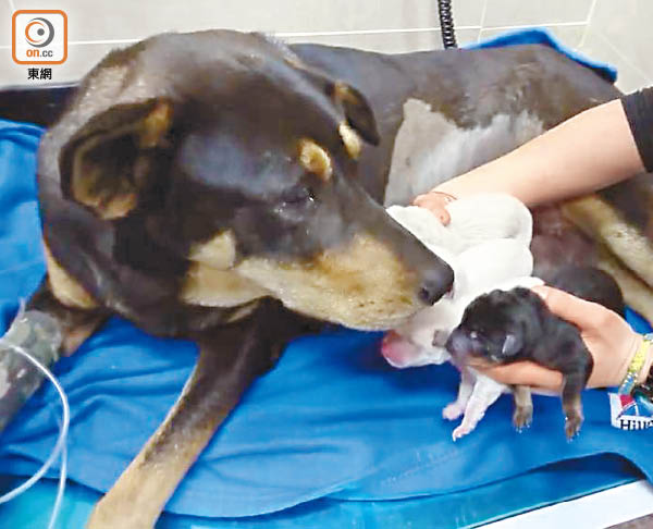 被車撞至盆骨碎裂的流浪狗媽媽，雖然在Dr. Ross搶救下，成功救活了狗BB，但狗媽媽卻不治離世。