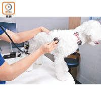 讓犬隻交配前，主人宜帶愛犬檢查身體有沒有貧血、缺鈣、遺傳性疾病，以評估懷孕的風險。