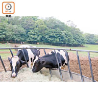 荷仕登乳牛是牧場飼養的品種之一。