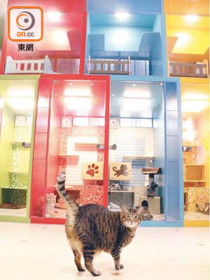 只有喵星人才能入住的貓酒店能為「住客」提供足夠的安全感。