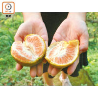 農場內一年四季都有水果出產，訪客可親身採摘柑等果實。