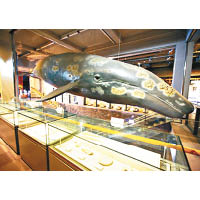 想知道更多鯨魚的種種，可到長生浦鯨魚博物館及文化村。
