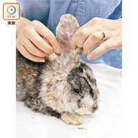 診所會為不同種類的寵物提供檢查及診治服務。