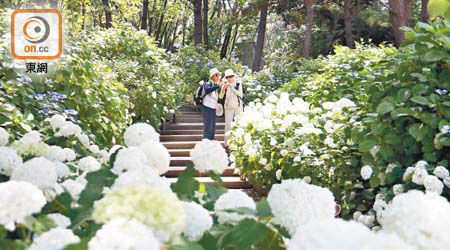 繡球花主要集中在「八景島繡球花園路」，花海情境十分壯觀悅目。