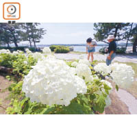 海濱一帶的白色繡球花，另有一番清新感覺。