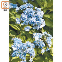 由八景島自家培植的繡球花品種「八景Blue」，花形小巧別緻。